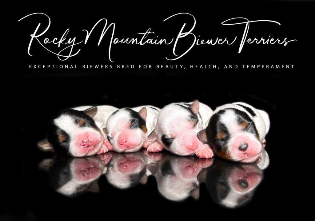 newborn puppies