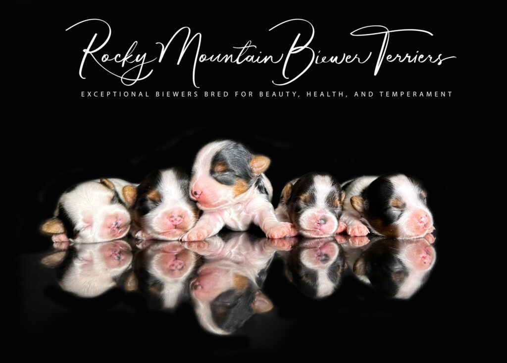 newborn puppies