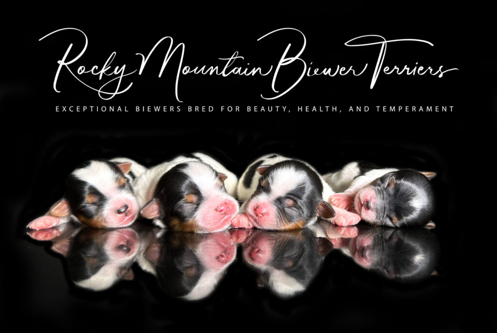 newborn puppies