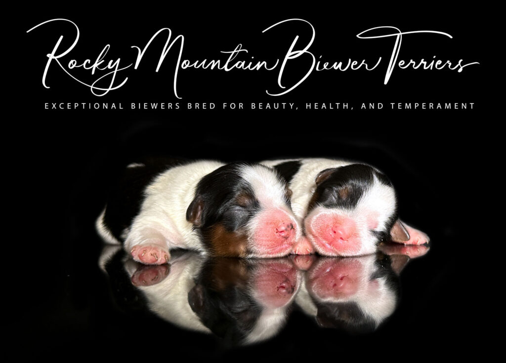 newborn puppies