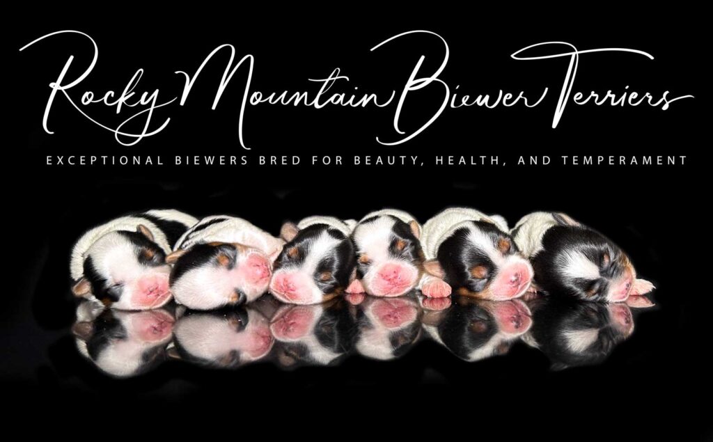 newborn puppies