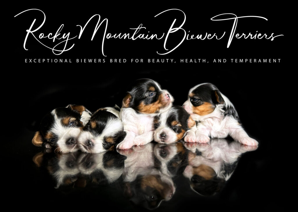 newborn puppies