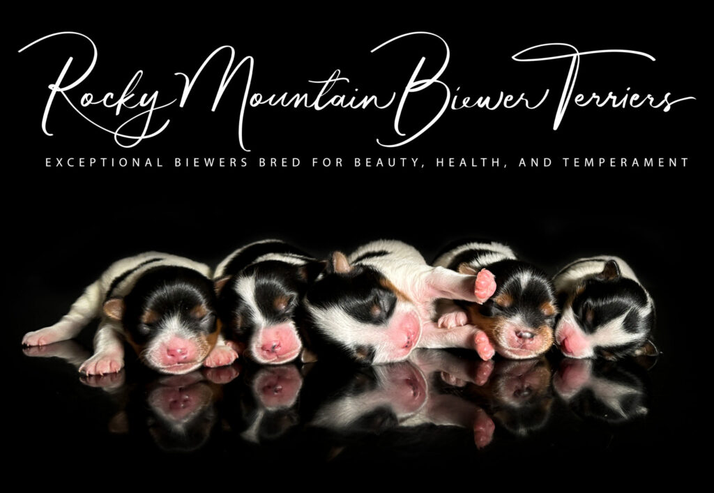 newborn puppies