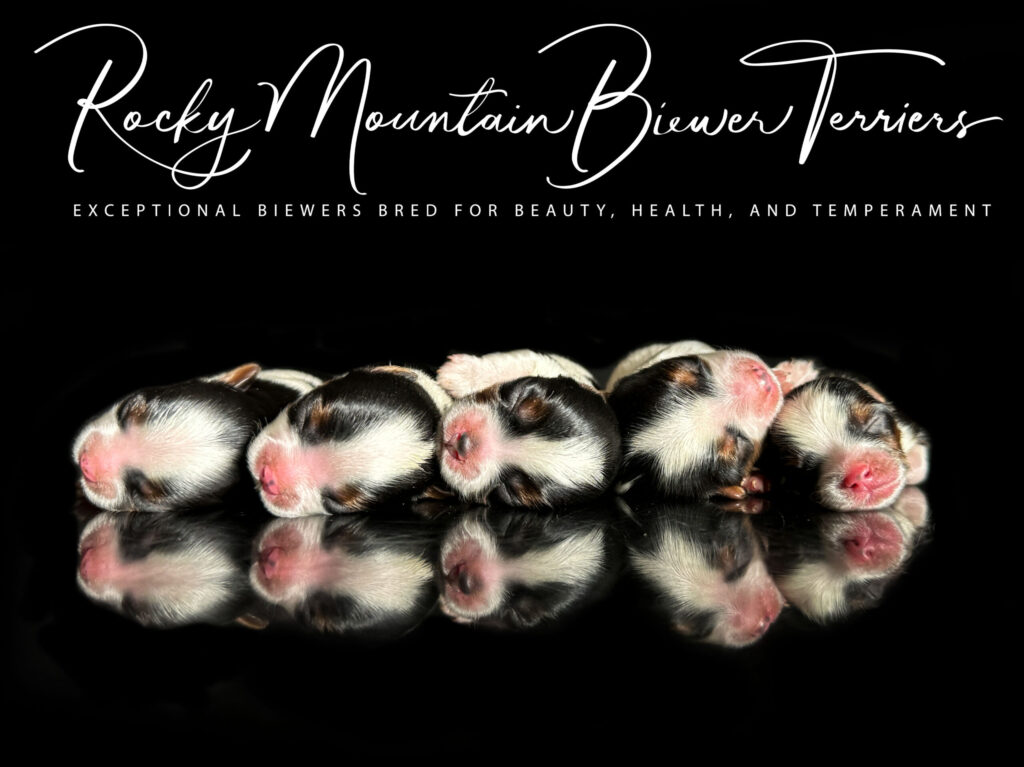 newborn puppies