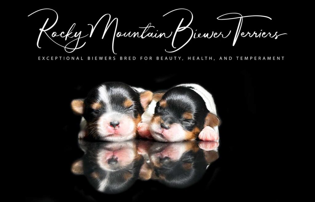 newborn puppies