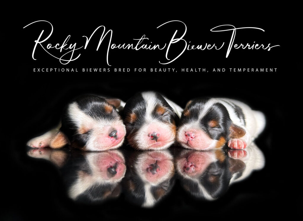 newborn puppies