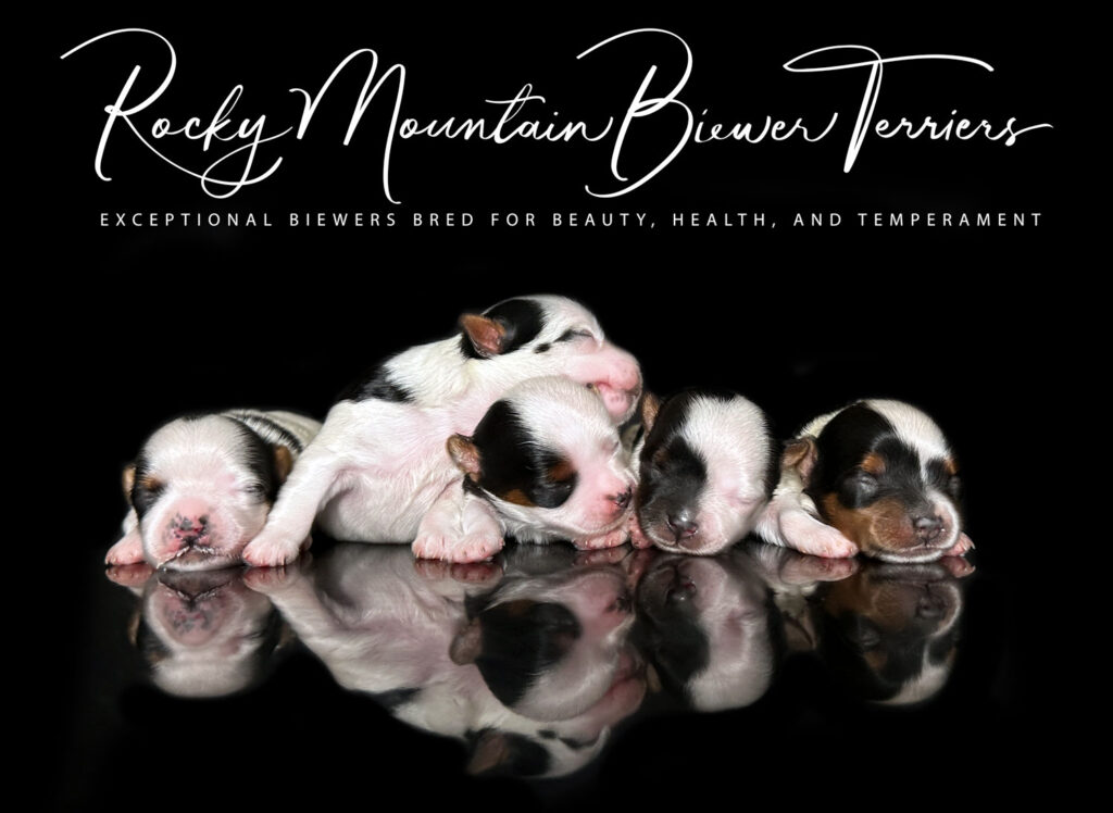 newborn puppies
