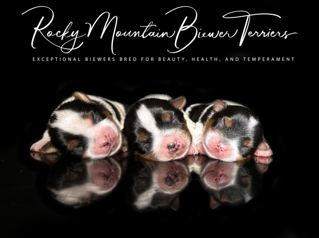 newborn puppies
