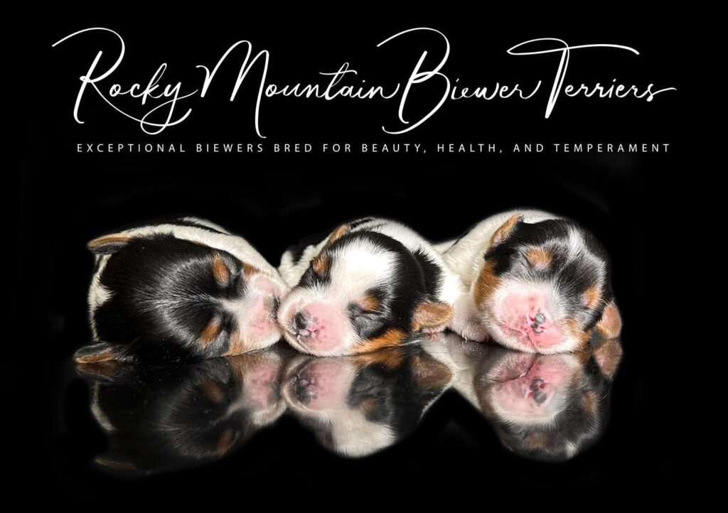 newborn puppies